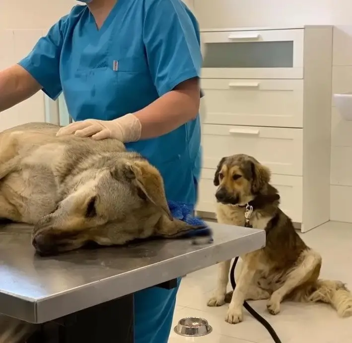 Loyal Dog Refuses to Leave His Injured Mate, Touching Hearts Around the ...