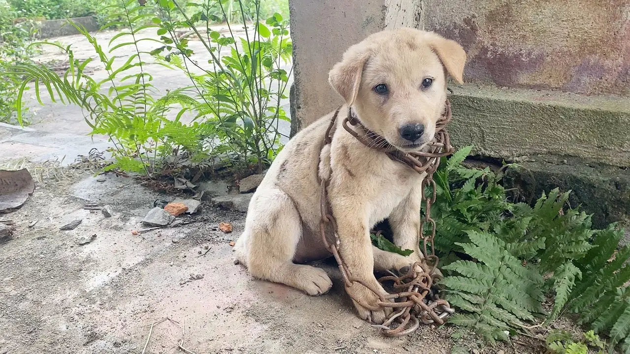 Chained and Abandoned: The Remarkable Transformation of a Dog Who ...