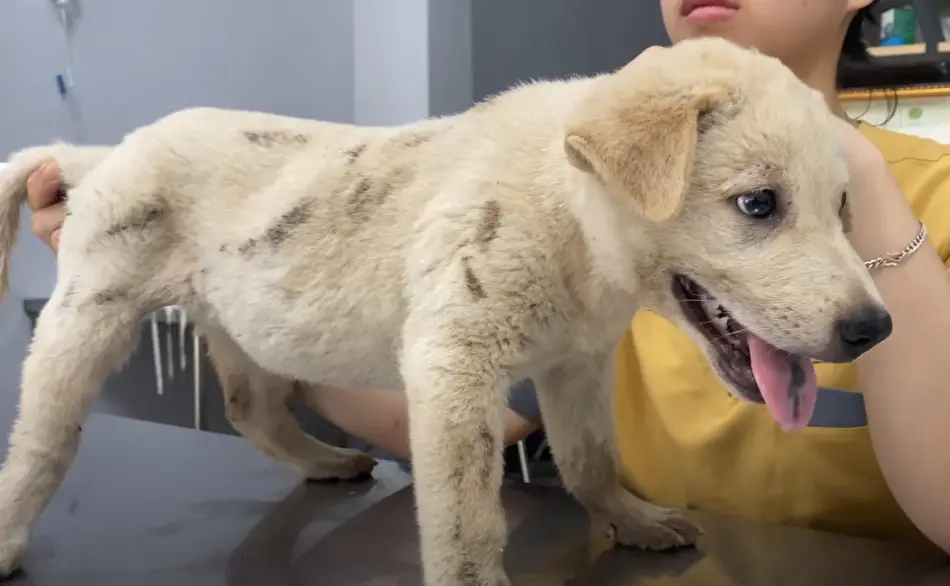 Chained and Abandoned: The Remarkable Transformation of a Dog Who ...