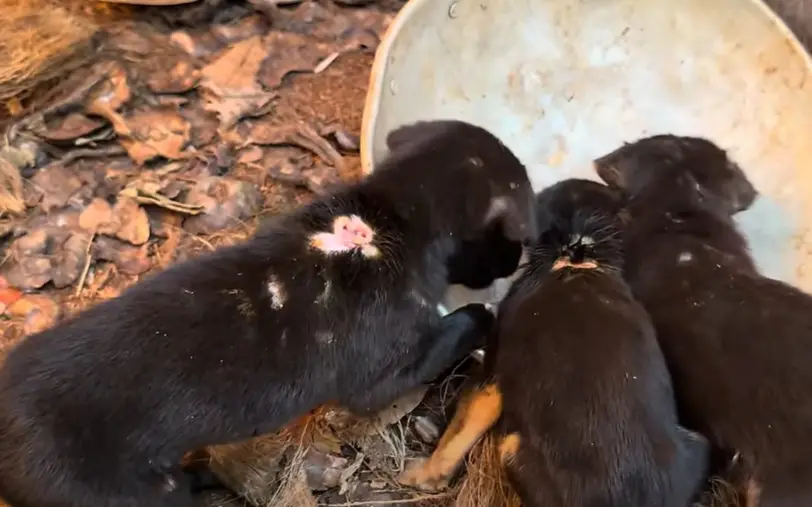 Rescue and Remarkable Recovery: Abandoned Puppies and Their Mother Find ...