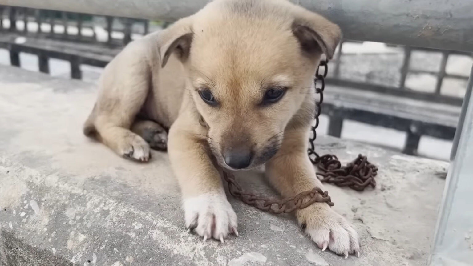 Abandoned Puppy Lancy Finds New Hope and Loving Home After Heartwarming ...