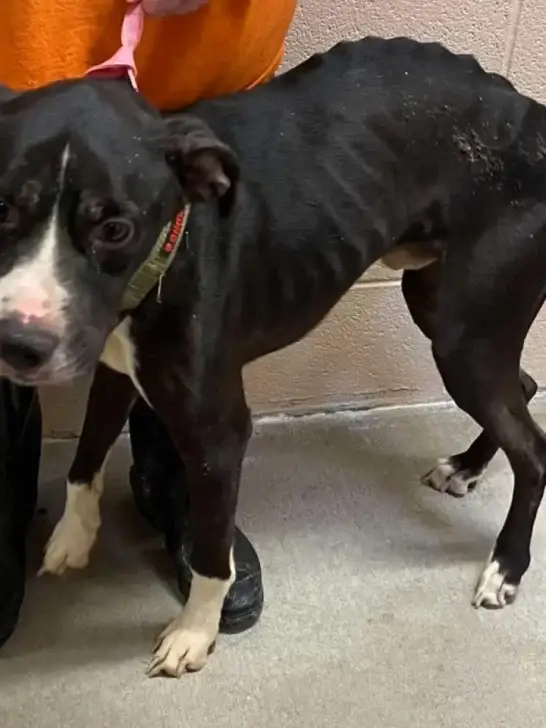 Abandoned Pit Bull Finds His Forever Family After Being Returned to the ...