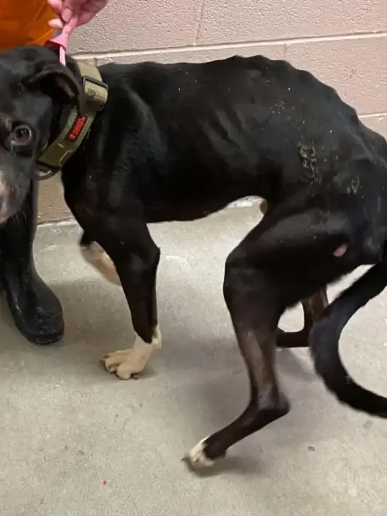 Abandoned Pit Bull Finds His Forever Family After Being Returned to the ...