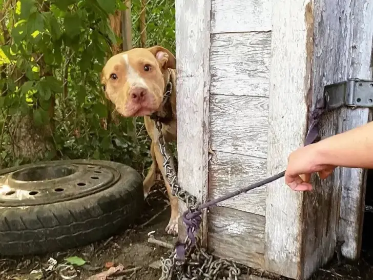 Chained Dog Rescued From Abandoned House Finds Love and Freedom - Floor ...