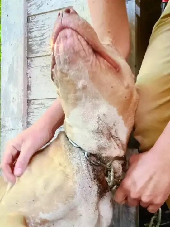 Chained Dog Rescued From Abandoned House Finds Love and Freedom - Floor ...