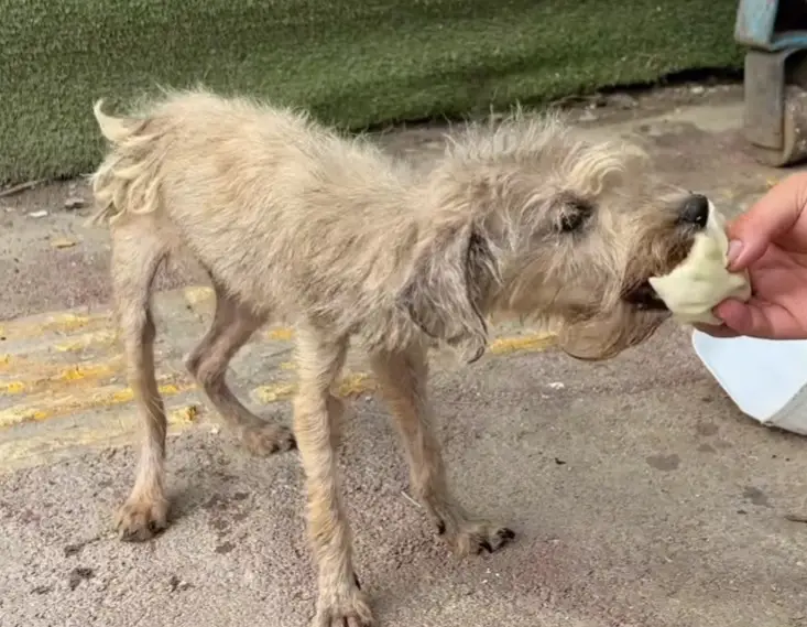 Stray Dogs Rescue Heartfelt Rescue: Stray Dog’s Journey from Hopelessness to Happiness ...