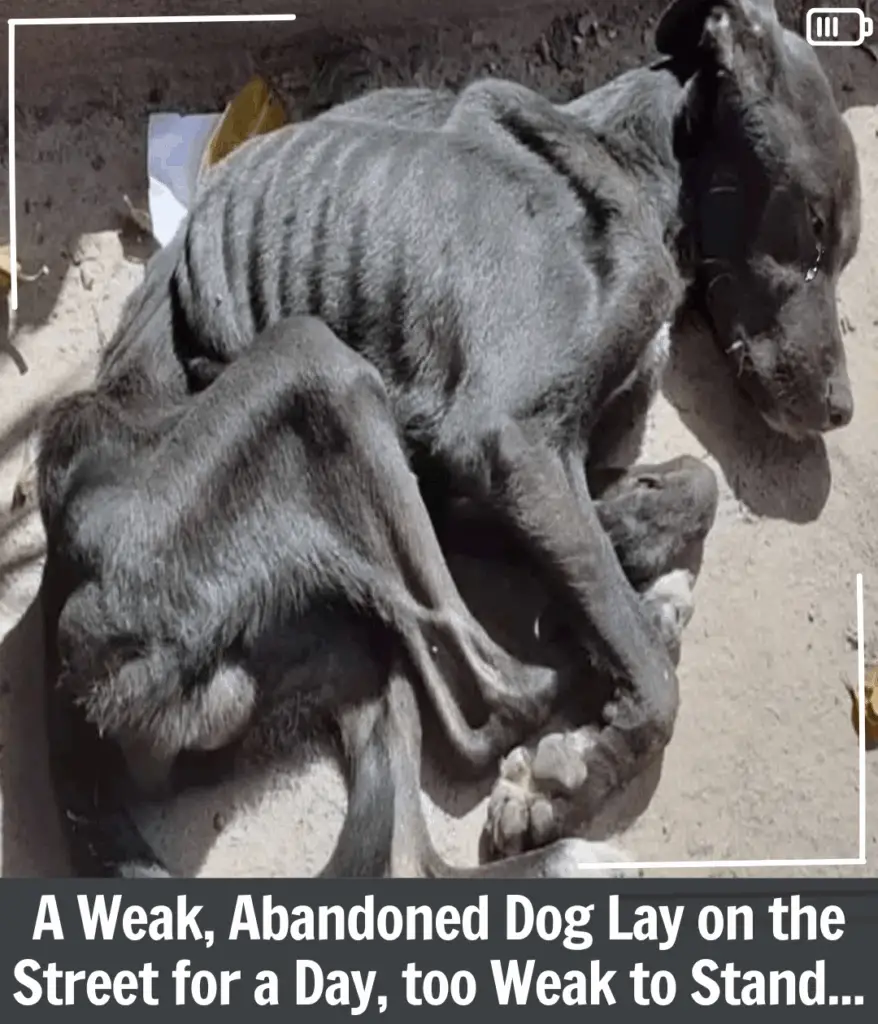 From Despair to Joy: The Emotional Journey of a Rescued Dog Who Finally ...