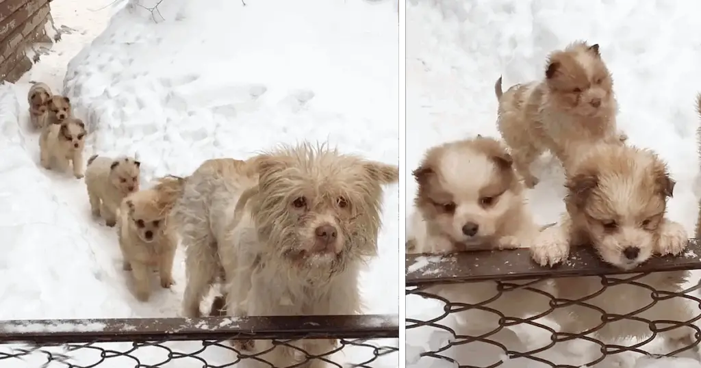 Heartwarming Rescue: Mother Dog and Puppies Find New Beginnings and ...