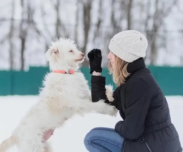 Heartwarming Rescue: Mother Dog and Puppies Find New Beginnings and ...