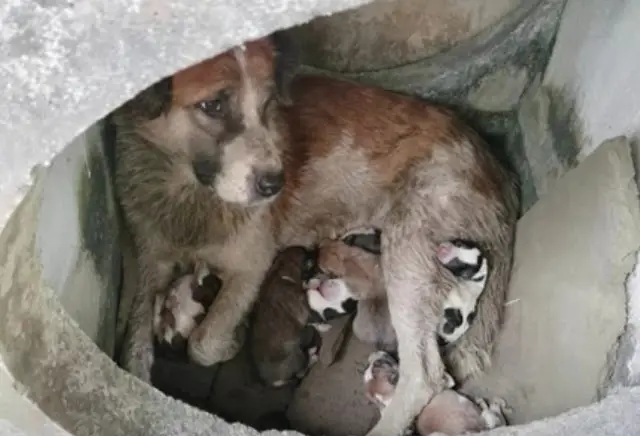 Abandoned Before Giving Birth: A Mother Dog’s Struggle for Her Puppies ...