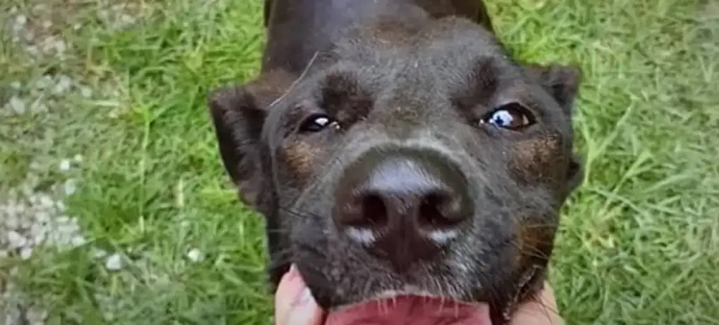 From Despair to Joy: The Emotional Journey of a Rescued Dog Who Finally ...