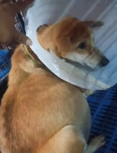 Rescued Dog Overcomes Adversity: A Journey Toward Hope and Healing ...