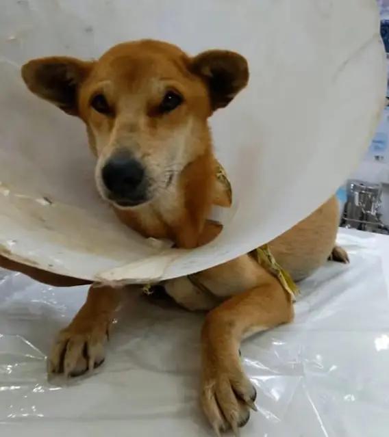 Rescued Dog Overcomes Adversity: A Journey Toward Hope and Healing ...