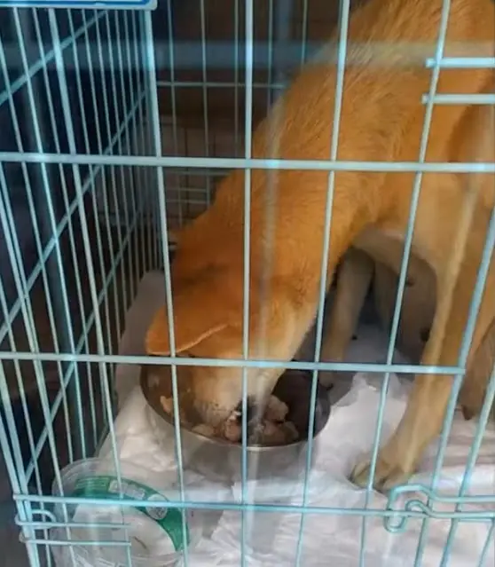 Rescued Dog Overcomes Adversity: A Journey Toward Hope and Healing ...