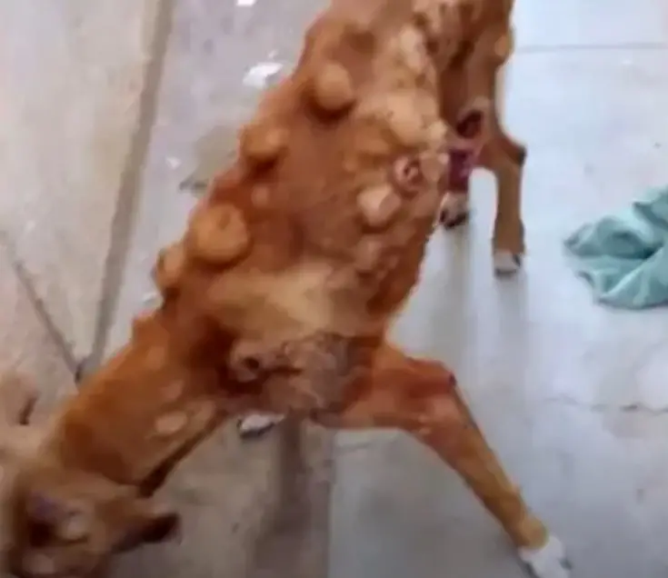 Abandoned Dog Finds Hope and Love in His Final Days With a ...
