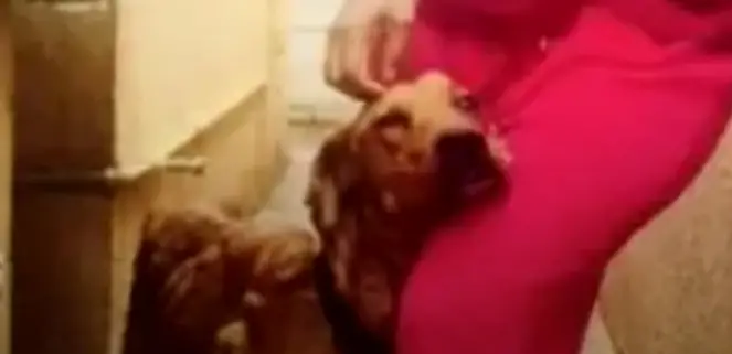 Abandoned Dog Finds Hope and Love in His Final Days With a ...