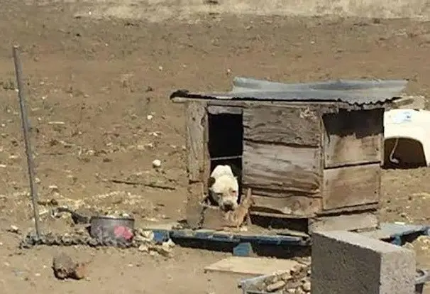 Chained Dogs Rescued in New Mexico: Violet’s Journey to Healing and a ...