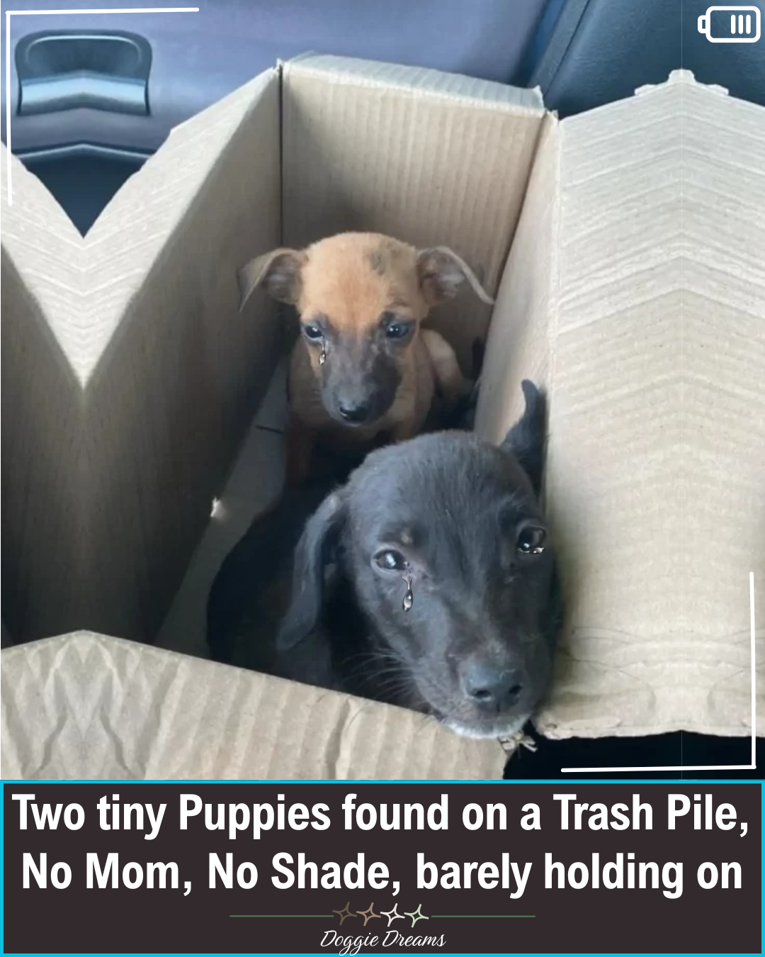 Two Puppies Found on a Trash Heap Get a Second Chance at Happiness ...