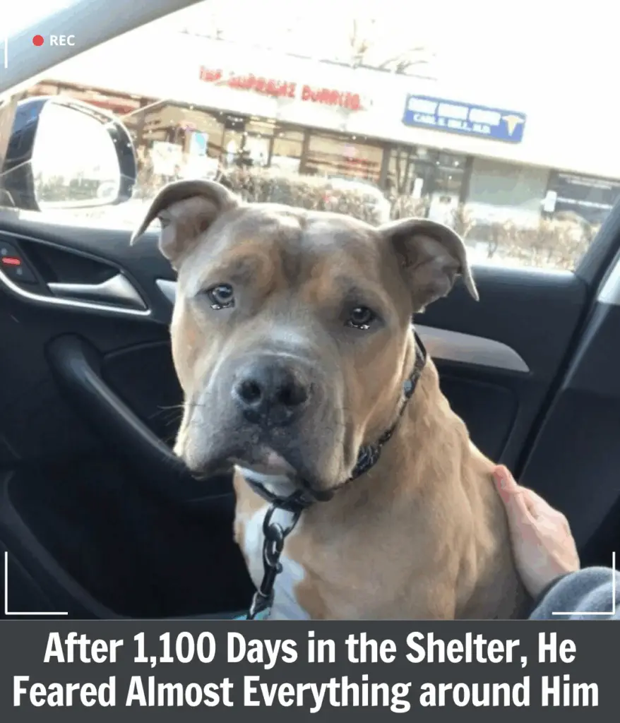 Ralphie’s Journey: From Fearful Shelter Dog to Finding His First True ...