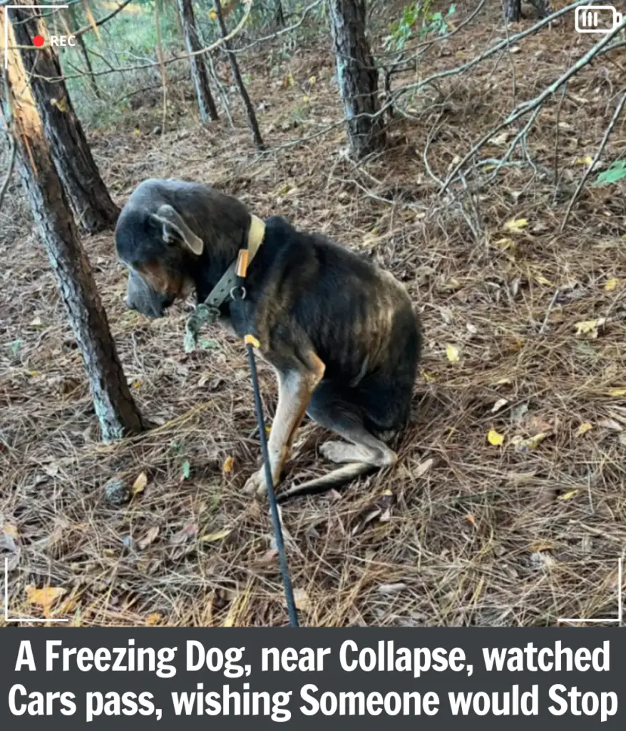 A Freezing Dog on the Edge of Survival Finds Hope When One Person Stops ...