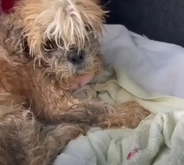 Left Behind and Pleading for Help, These Dogs Found a Forever Home ...