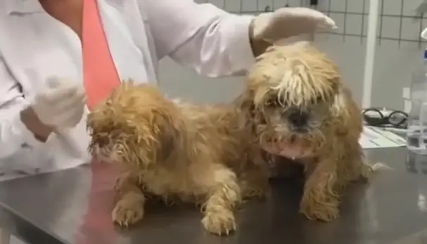 Left Behind and Pleading for Help, These Dogs Found a Forever Home ...
