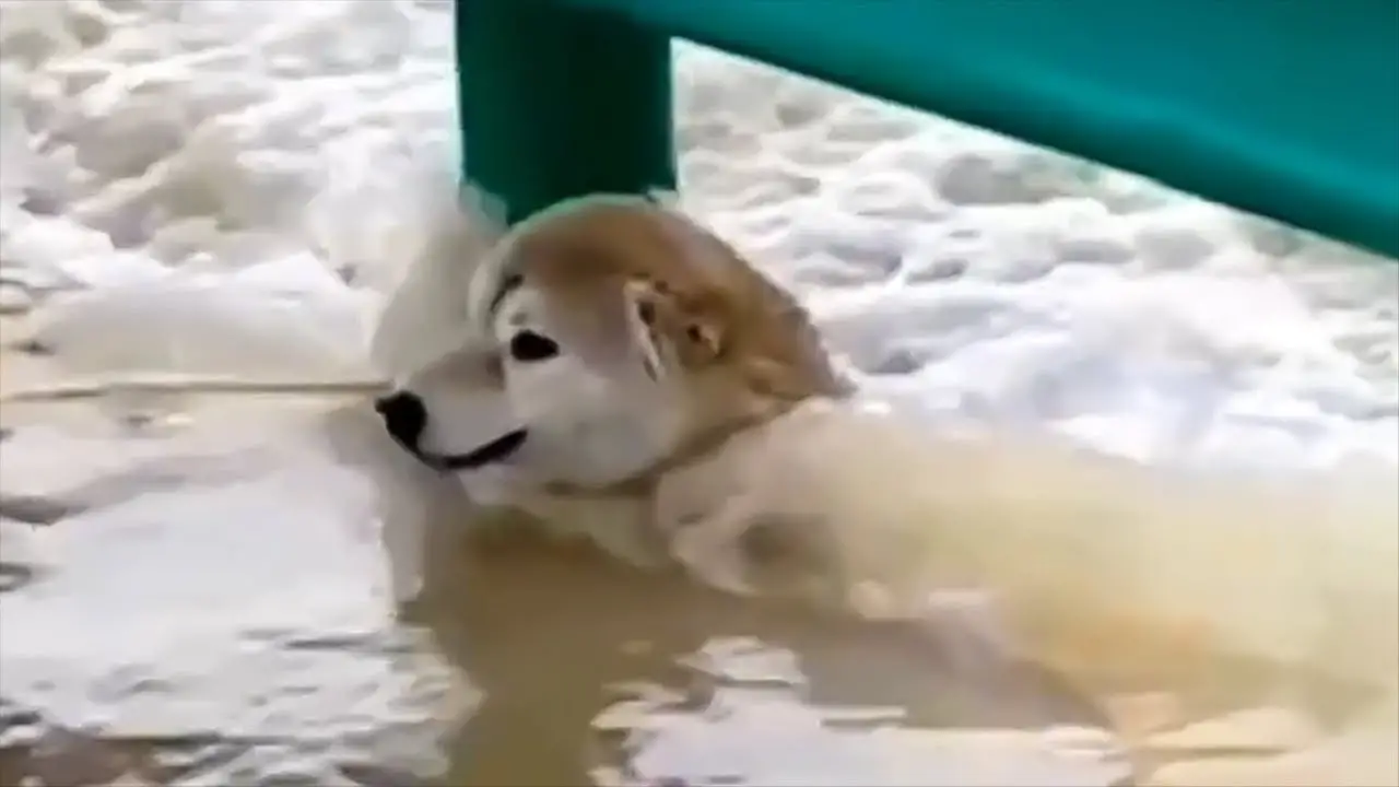 Dog Swept Away by Flood Waters Saved in a Heart-Stopping Rescue - Floor ...
