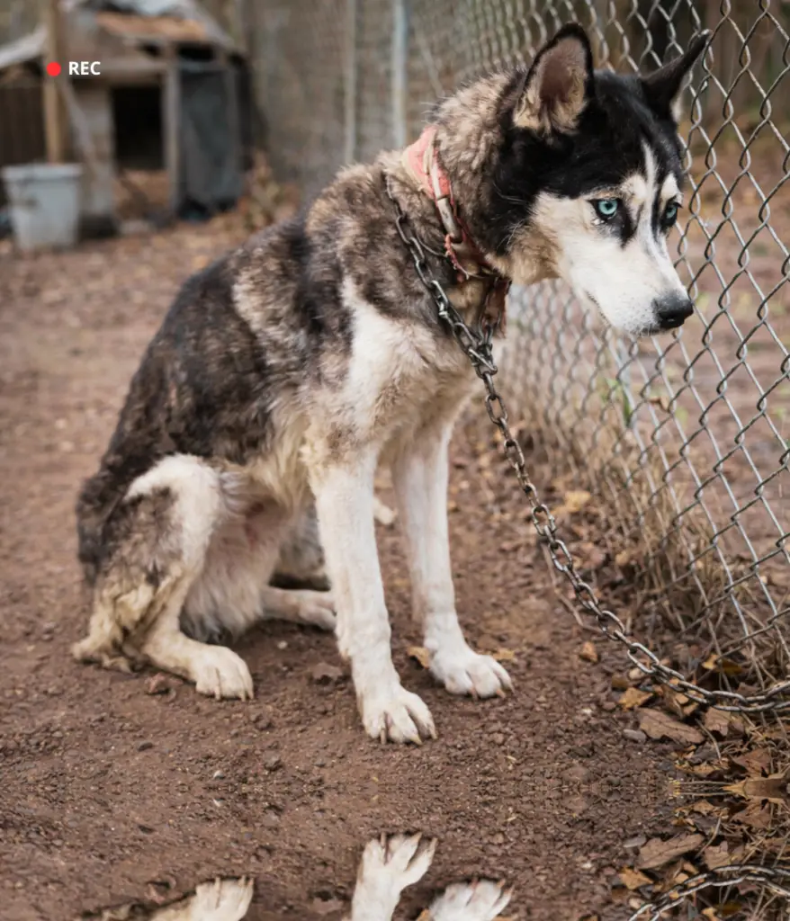 Dog Left Tied to a Fence Still Believed Love Would Return - Floor ...