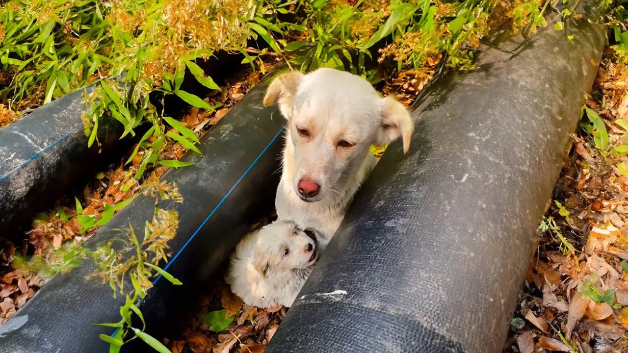 Stray Mother Dog Hides Her Puppies in Crevices, Fighting to Keep Them ...