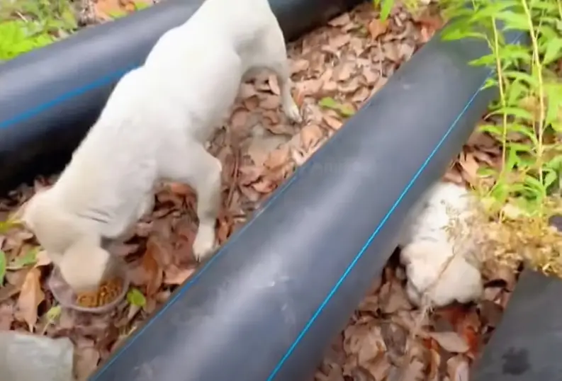 Stray Mother Dog Hides Her Puppies in Crevices, Fighting to Keep Them ...