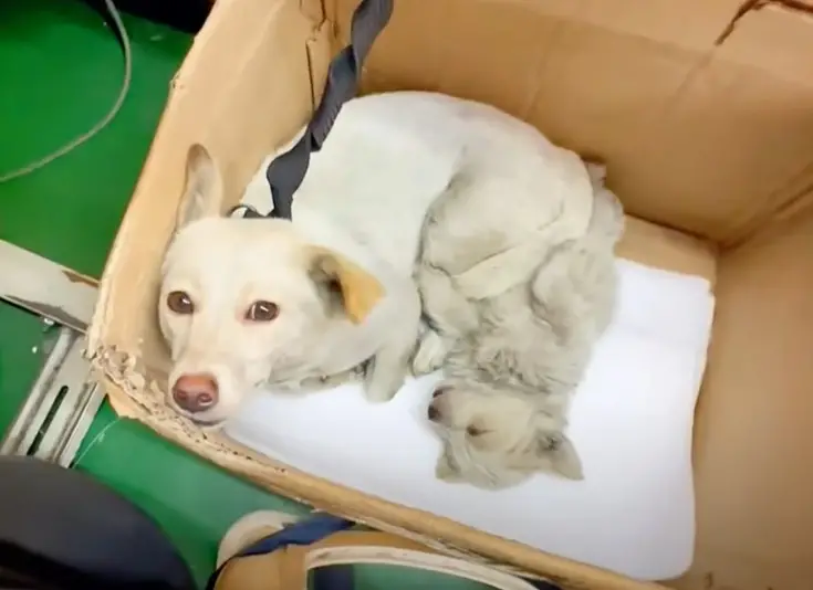 Stray Mother Dog Hides Her Puppies in Crevices, Fighting to Keep Them ...