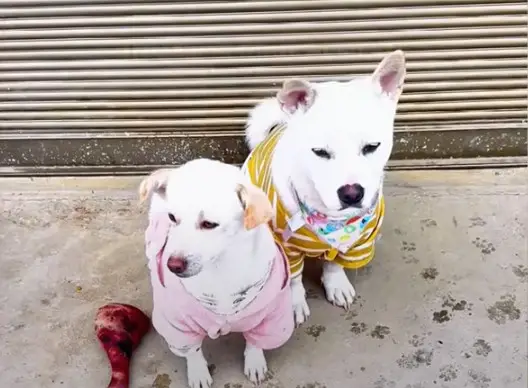 Stray Mother Dog Hides Her Puppies in Crevices, Fighting to Keep Them ...