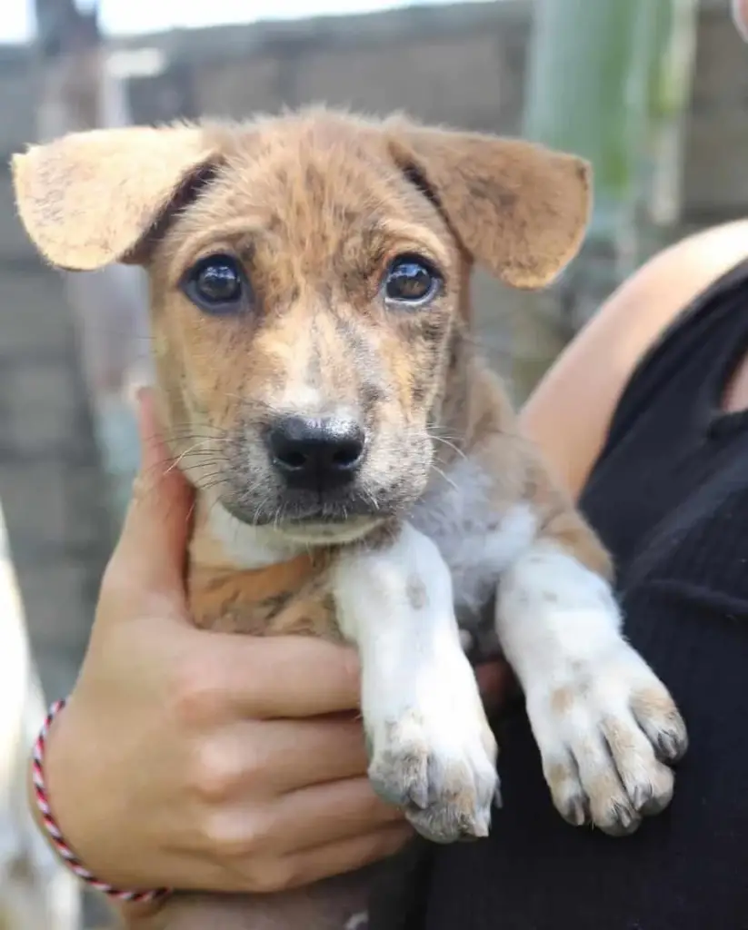 Newborn Puppy Found Beside a Trash Pile Refused to Stop Breathing Until ...